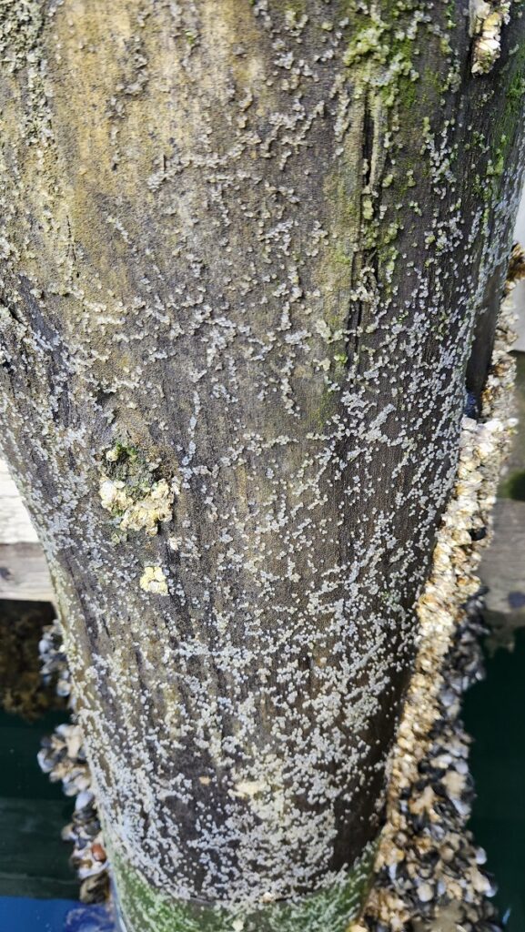 Spawn on Creosote preserved wood pile at Fisherman's Wharf
