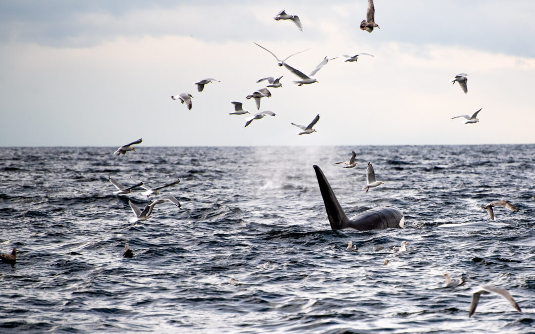 Update on Herring from Area 18 – Southern Gulf Islands