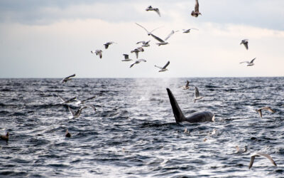 transient orca whale in the salish sea