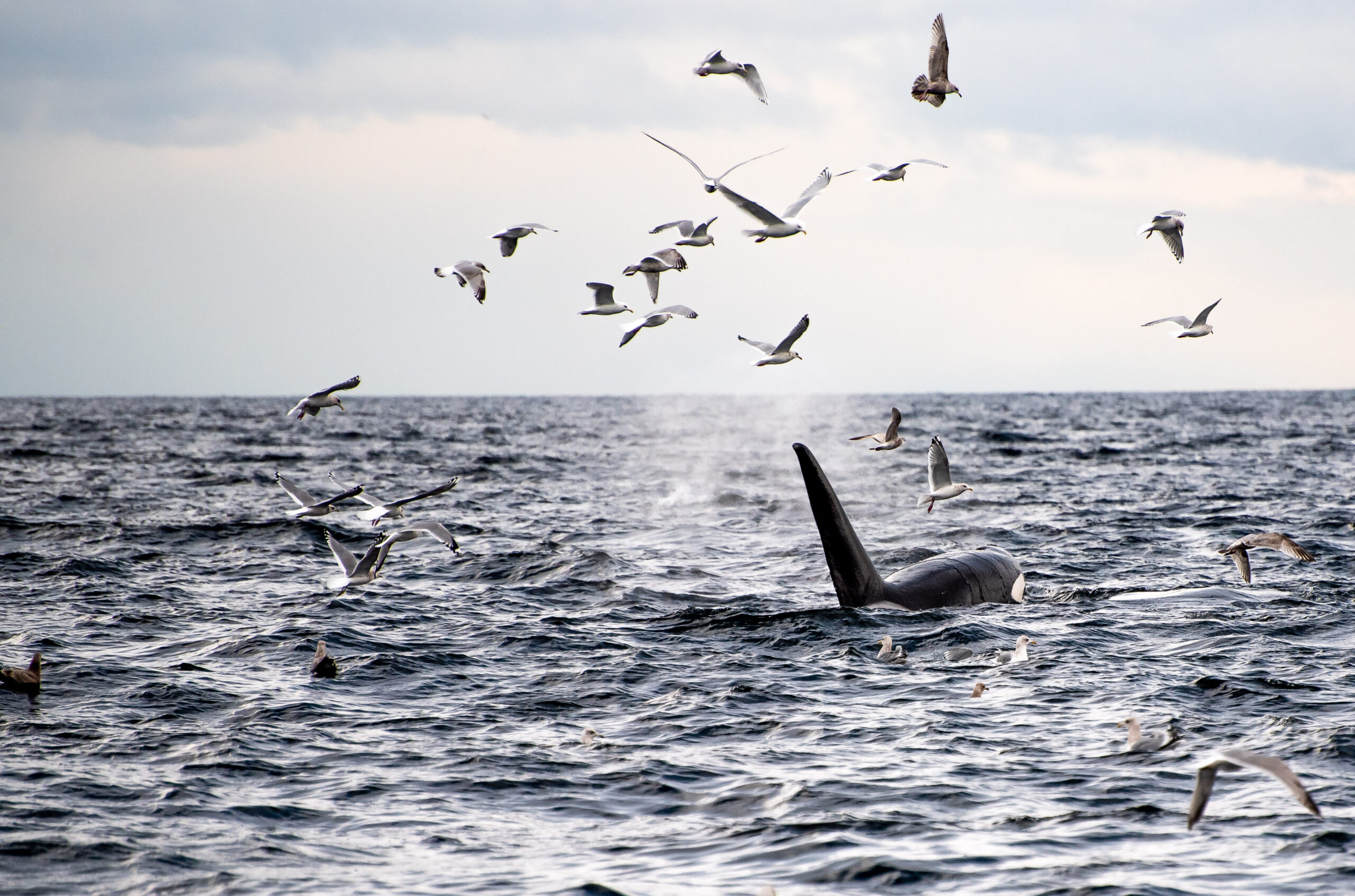 transient orca whale in the salish sea