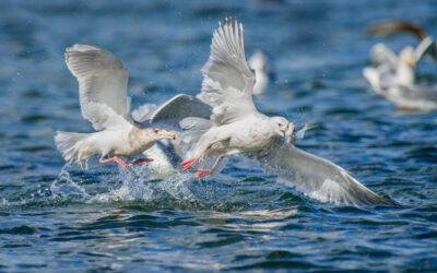 seagulls huning pacific herring during the annual herring spawn on Hornby Island