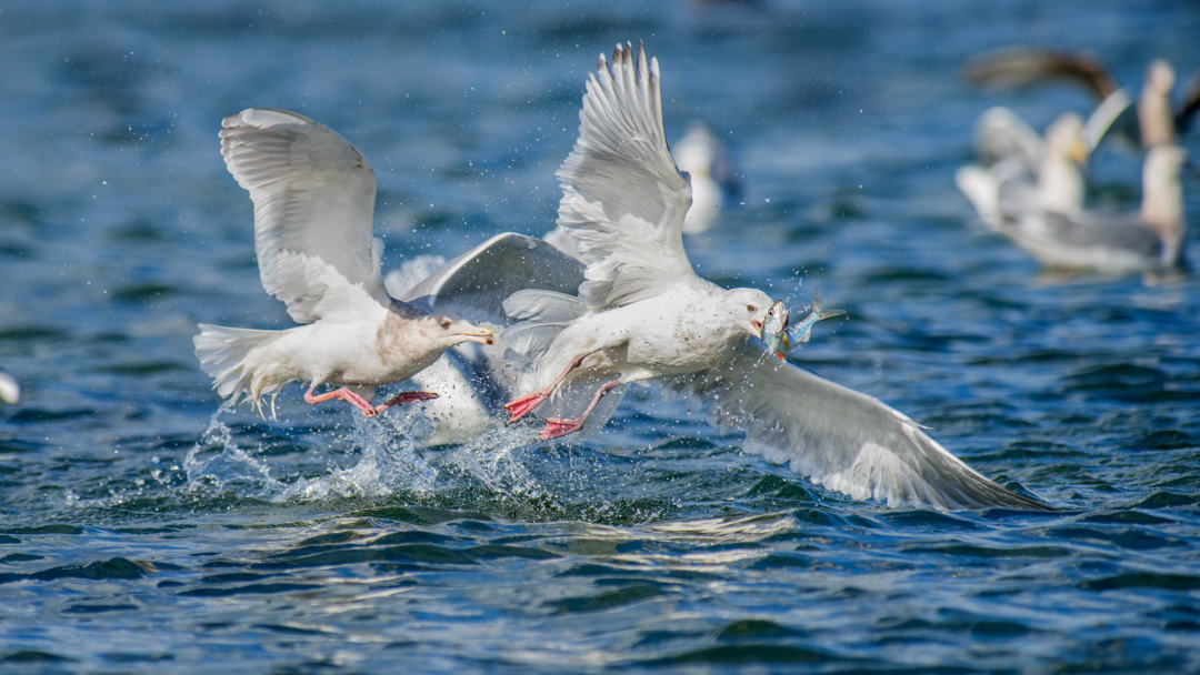 seagulls huning pacific herring during the annual herring spawn on Hornby Island