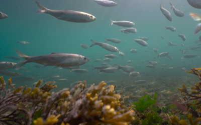 a school of pacific herring during the annual herring spawn off hornby Island, british columbia