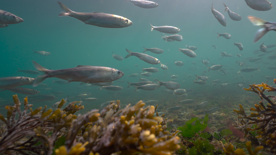 a school of pacific herring during the annual herring spawn off hornby Island, british columbia