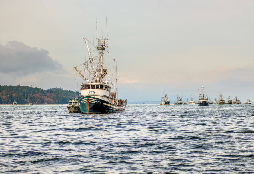 Update on the 2024 Commercial Herring Fishery