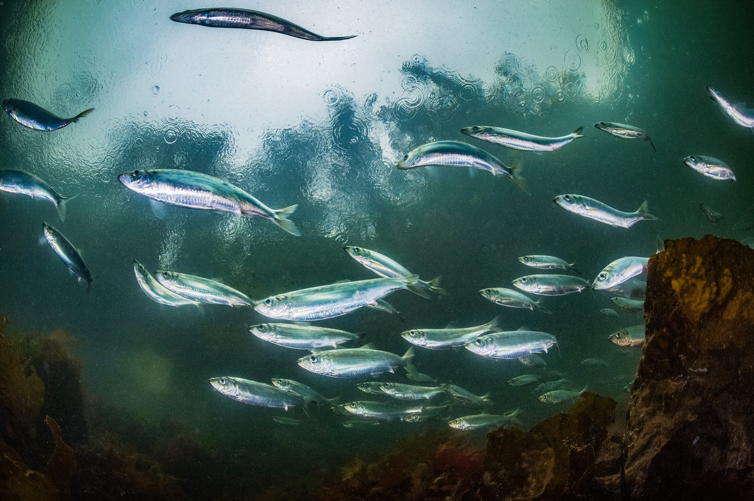 Pacific herring swimming in the ocean