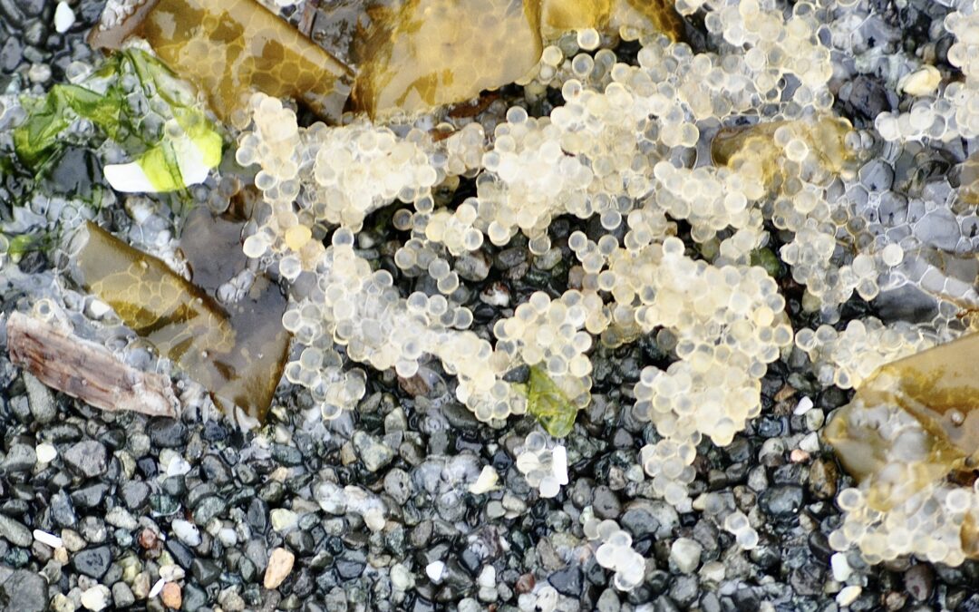 Update on Legal Opinion for the W̱SÁNEĆ Hereditary Chiefs Bid to Uphold their Herring Declaration