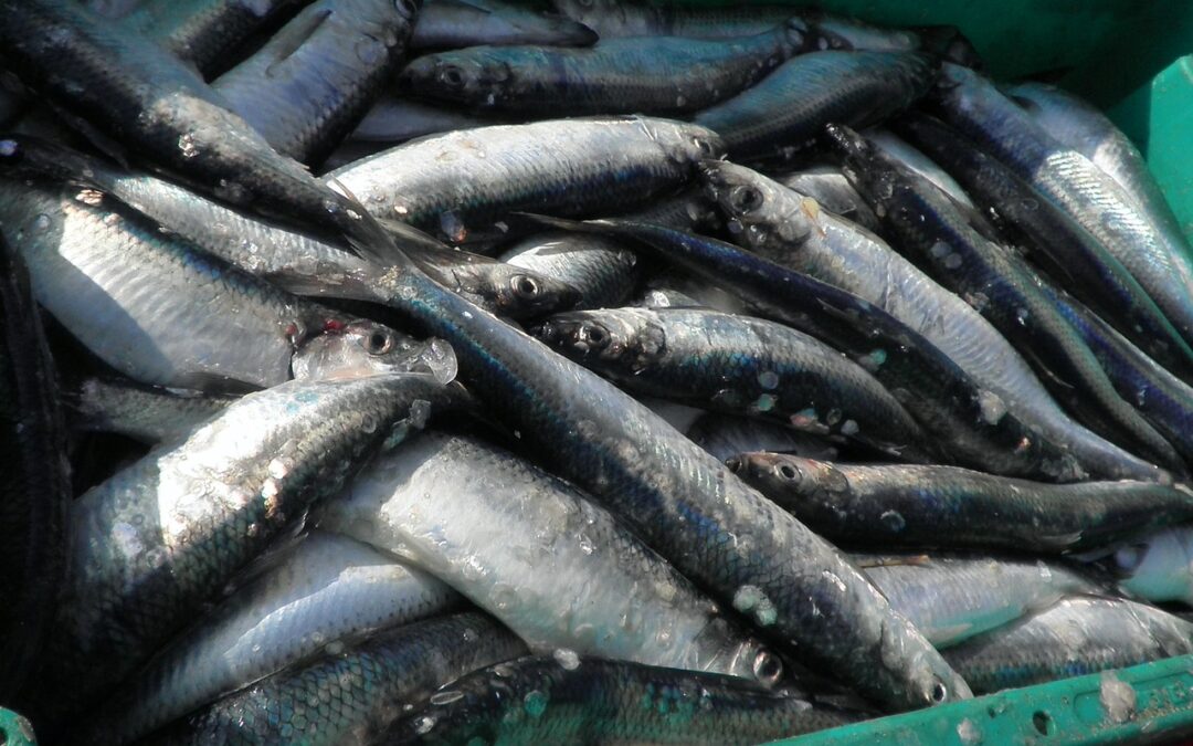 Update on Herring Fisheries, February 2026
