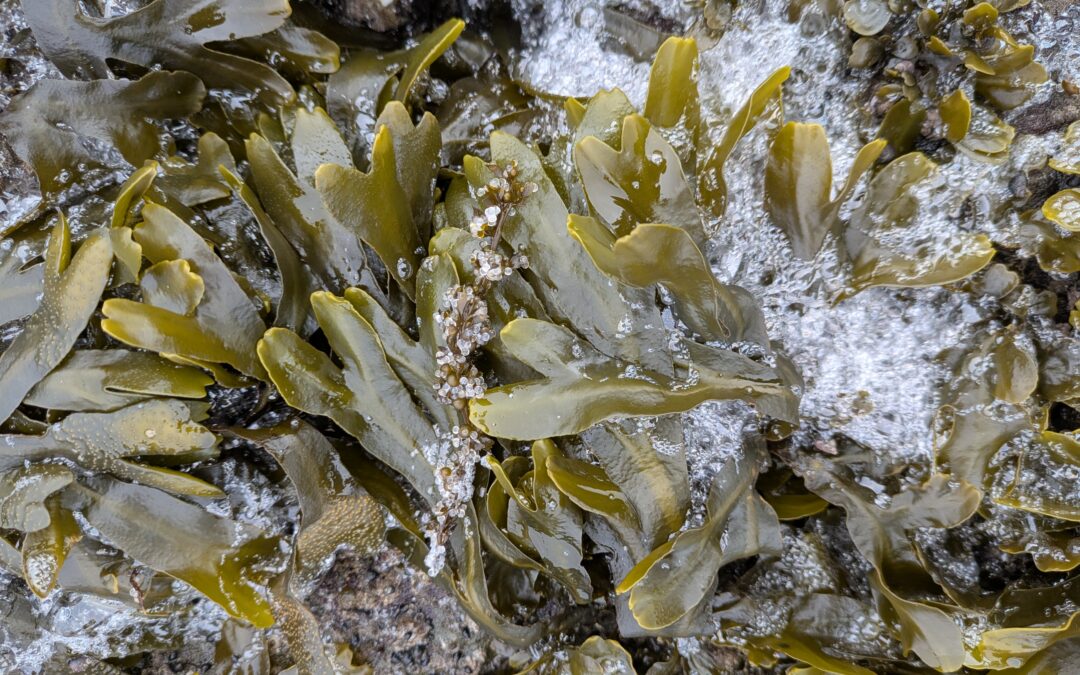 A Surprisingly Light Spawn 