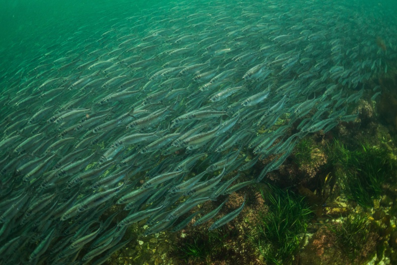 underwater_herring_fish_bc_central_coast_ctavishcampbell.ca_ (1)